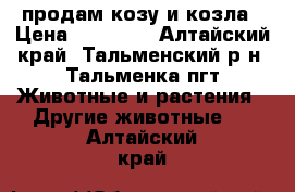 продам козу и козла › Цена ­ 12 000 - Алтайский край, Тальменский р-н, Тальменка пгт Животные и растения » Другие животные   . Алтайский край